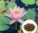 Japanese Bonsai Multicolour Bowl Lotus Seeds